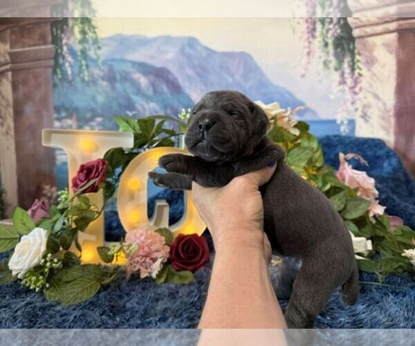 Medium Photo #4 Cane Corso Puppy For Sale in OOLOGAH, OK, USA