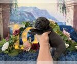 Small #3 Cane Corso