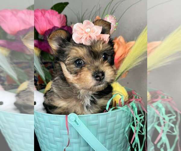 Medium Photo #1 Yorkshire Terrier Puppy For Sale in PALMDALE, CA, USA