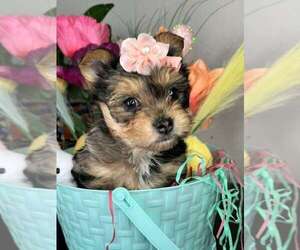 Yorkshire Terrier Puppy for sale in PALMDALE, CA, USA
