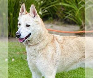 Siberian Husky Dogs for adoption in Camarillo, CA, USA