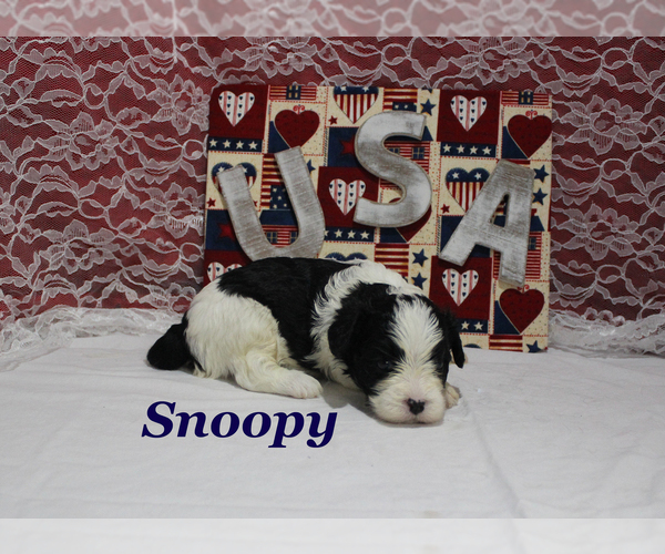 Medium Photo #6 Cavapoo Puppy For Sale in CHANUTE, KS, USA