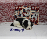 Small #5 Cavapoo