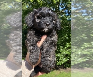 Maltipoo Puppy for sale in CLEVELAND, TN, USA