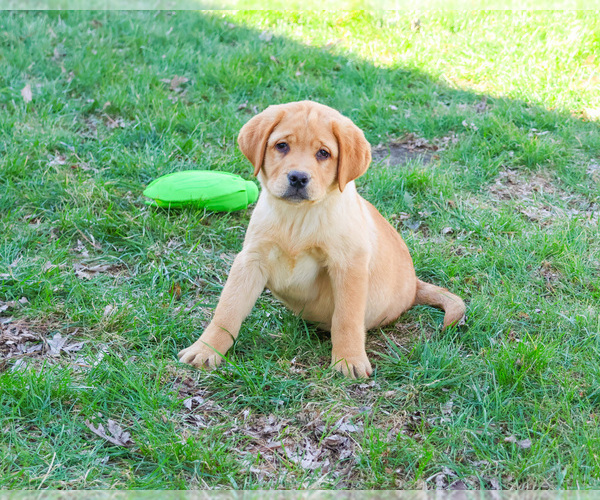 Medium Photo #1 Labrador Retriever Puppy For Sale in SYRACUSE, IN, USA