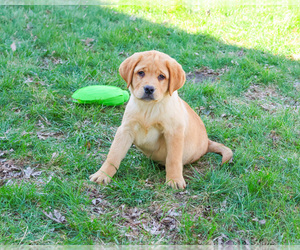Labrador Retriever Puppy for sale in SYRACUSE, IN, USA