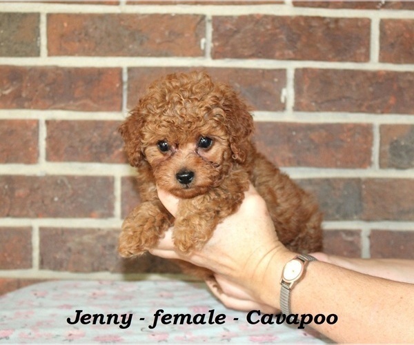 Medium Photo #1 Cavapoo Puppy For Sale in CLARKRANGE, TN, USA