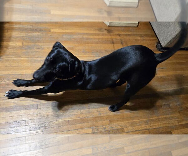 Medium Photo #6 American Pit Bull Terrier-Labrador Retriever Mix Puppy For Sale in Princeton, MN, USA