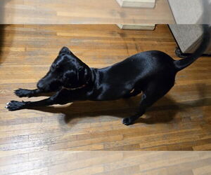 Kismet - Female American Pit Bull Terrier-Labrador Retriever Mix Dog for Adoption - Photo #6