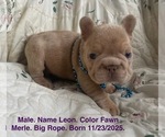 Small #21 French Bulldog