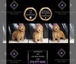 Small Photo #12 Poodle (Toy) Puppy For Sale in WARSAW, IN, USA
