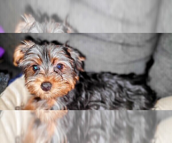 Medium Photo #9 Yorkshire Terrier Puppy For Sale in AKRON, OH, USA