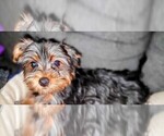 Small Photo #9 Yorkshire Terrier Puppy For Sale in AKRON, OH, USA
