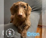 Small Dachshund Mix