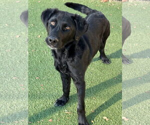 Collie-Retriever  Mix Dogs for adoption in NEWPORT NH, NH, USA