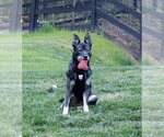 Small #3 Huskies  Mix
