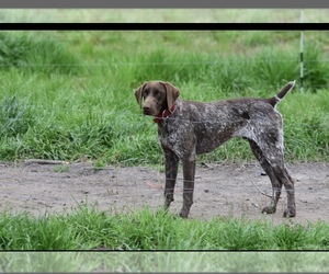 Father of the German Shorthaired Pointer puppies born on 09/15/2025