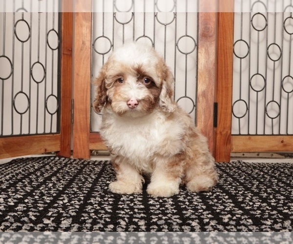 Medium Photo #1 Poodle (Miniature) Puppy For Sale in NAPLES, FL, USA