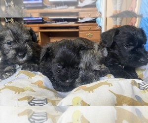 Airedale Terrier-Miniature Schnauzer Mix Puppy for sale in HIALEAH, FL, USA