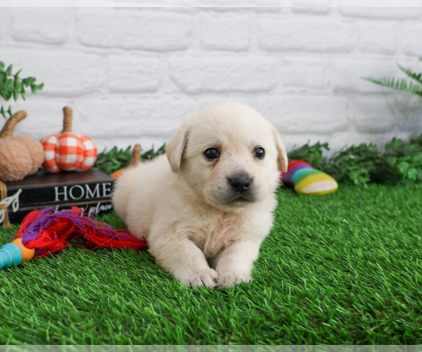 Medium Photo #6 Labrador Retriever Puppy For Sale in SYRACUSE, IN, USA