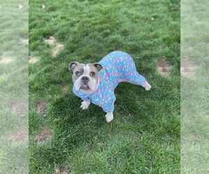 Bulldog Dogs for adoption in Rochester, NY, USA