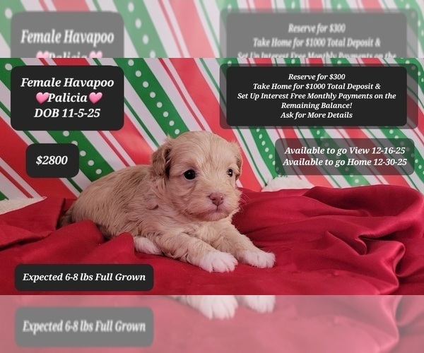 Medium Photo #1 Havapoo Puppy For Sale in TUCSON, AZ, USA