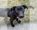 Small Labrador Retriever Mix