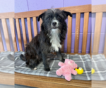 Small Shih Tzu Mix