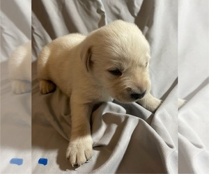 Labrador Retriever Puppy for sale in OSYKA, MS, USA