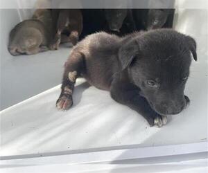 Siberian Husky-Unknown Mix Dogs for adoption in Houston, TX, USA