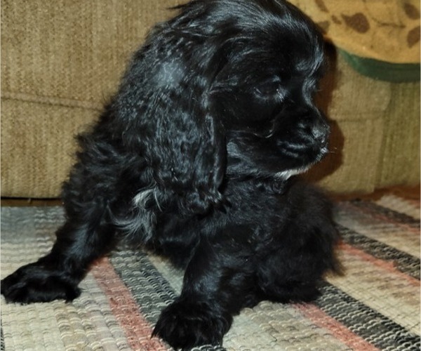 Medium Photo #1 Cocker Spaniel Puppy For Sale in WITHEE, WI, USA