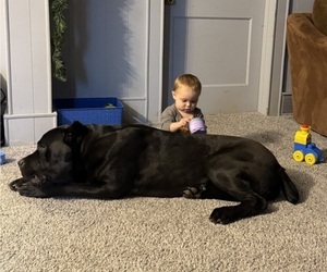 Father of the Cane Corso puppies born on 02/11/2026
