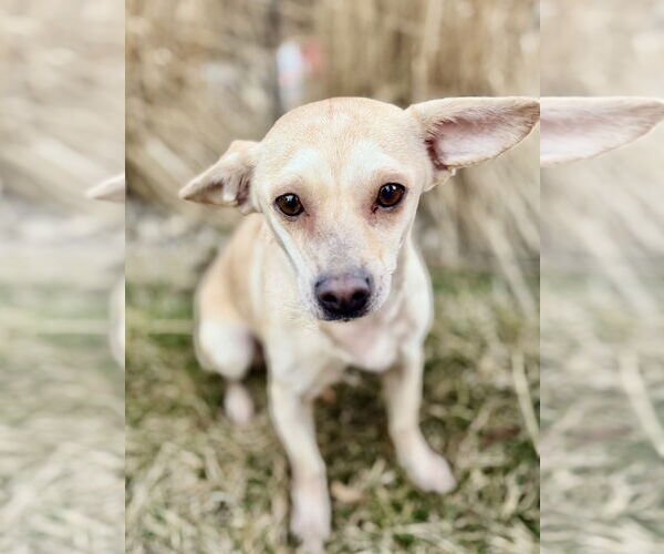 Medium Photo #1 Briard-Dachshund Mix Puppy For Sale in Omaha, NE, USA