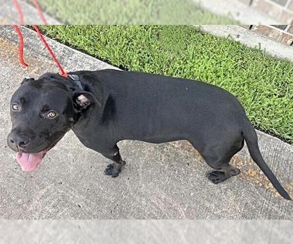 Medium Photo #1 American Pit Bull Terrier Puppy For Sale in Houston, TX, USA