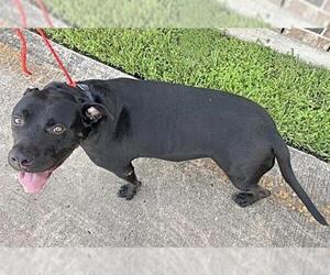 American Pit Bull Terrier Dogs for adoption in Houston, TX, USA