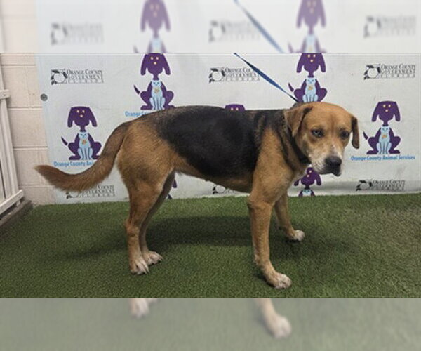 Medium Photo #1 Catahoula Leopard Dog-Unknown Mix Puppy For Sale in Orlando, FL, USA
