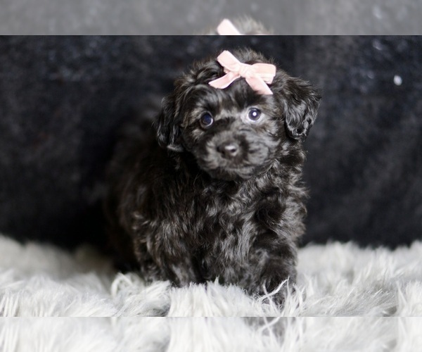 Medium Photo #92 YorkiePoo Puppy For Sale in WARSAW, IN, USA