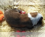 Small Photo #4 English Shepherd Puppy For Sale in LAKE WILDWOOD, CA, USA