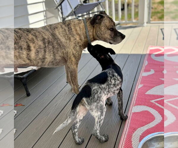 Medium Photo #8 Mutt Puppy For Sale in Canton, CT, USA