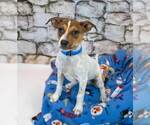 Small #3 Jack Russell Terrier Mix