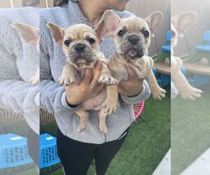 French Bulldog Puppy for sale in SAN DIEGO, CA, USA