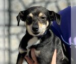Small Photo #1 Chihuahua-Unknown Mix Puppy For Sale in Yardley, PA, USA