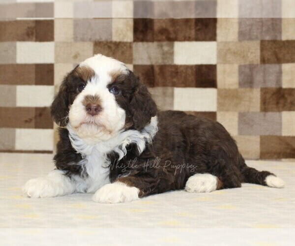 Medium Photo #2 Bernedoodle (Miniature) Puppy For Sale in DENVER, PA, USA