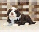 Small #1 Bernedoodle (Miniature)