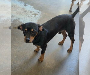 Dachshund-Unknown Mix Dogs for adoption in Amarillo, TX, USA