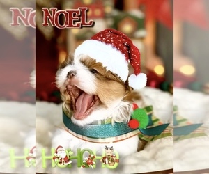 Shih Tzu Puppy for sale in SUGAR HILL, GA, USA