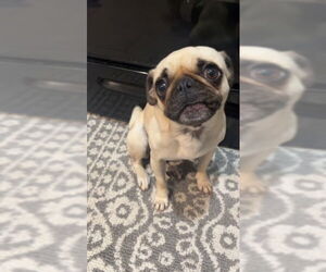 Pug Dogs for adoption in Oak Bluffs, MA, USA