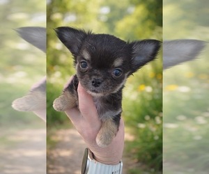 Chihuahua Puppy for sale in CHIPPEWA FALLS, WI, USA