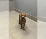 Small Mutt