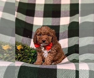 Poodle (Miniature) Puppy for sale in QUARRYVILLE, PA, USA